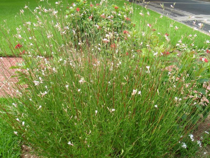 Gaura is a clump-forming perennial