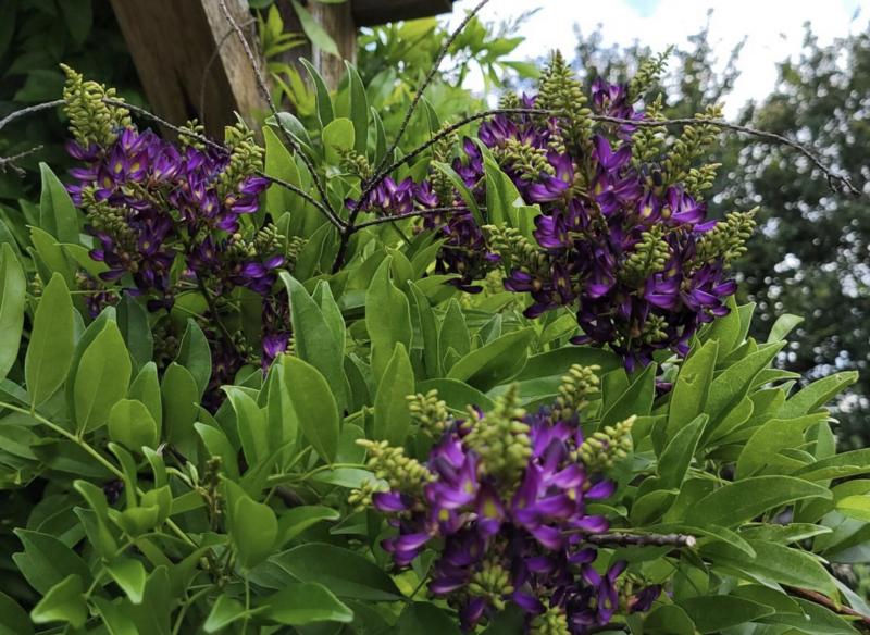Evergreen Wisteria