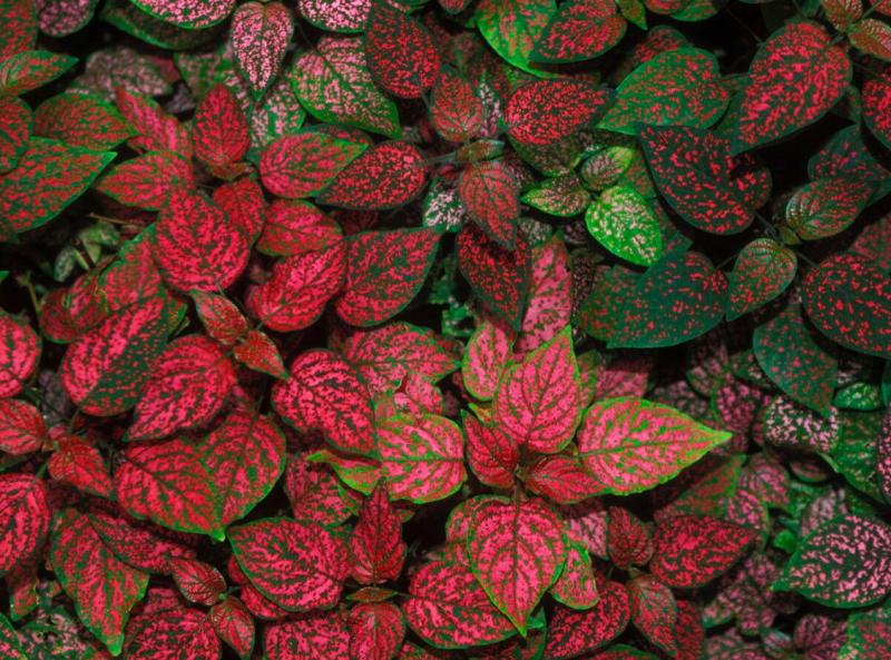 Hypoestes phyllostachya adds burst of color