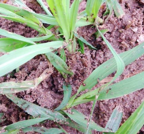 Fire Ants