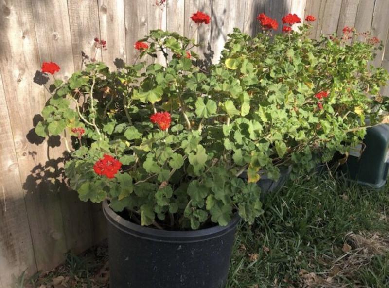 Red Mary Helen Geranium