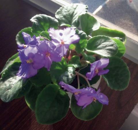 African Violets
