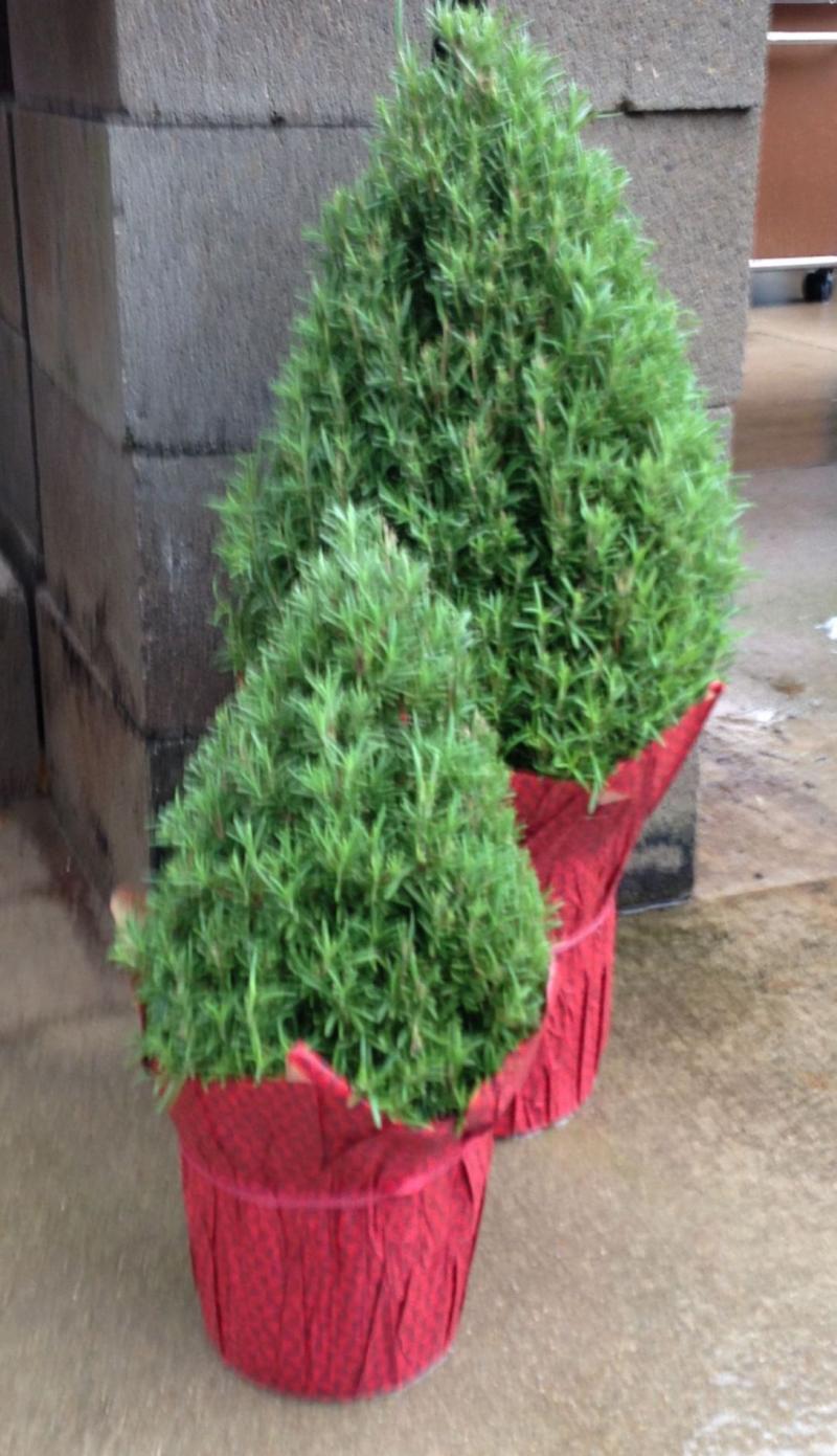 Rosemary Gifts are Holiday Herbal Gifts