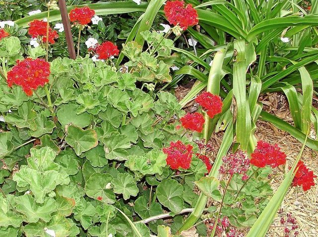 Mary Helen Geranium