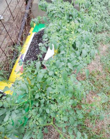Plant tomatoes in soil bags