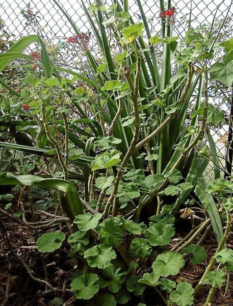 Mary Helen Geranium 3-4 Foot Tall