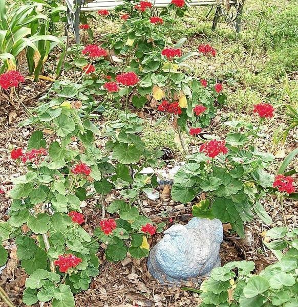 Geranium in Helen's yard