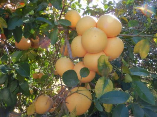 Ruby Red Grapefruit Clusters