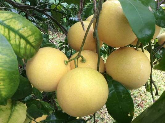Grapefruit in clusters