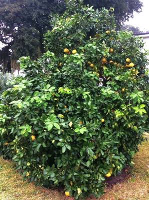 Grapefruit Tree