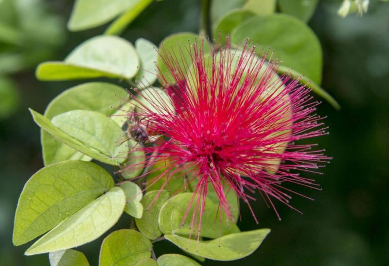 Calliandra haematocephala