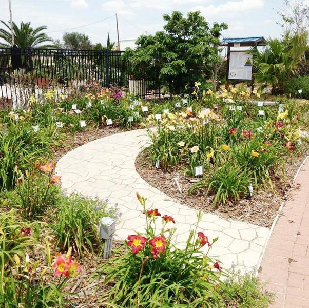 The daylily gardens at Victoria Educational Gardens