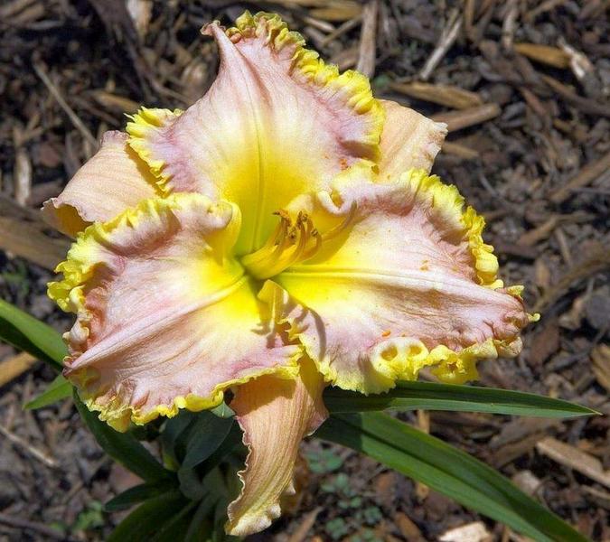 'Bridey Greeson' Daylily