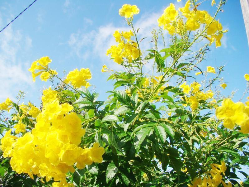 Esperanza is a hardy, drought-tolerant plant