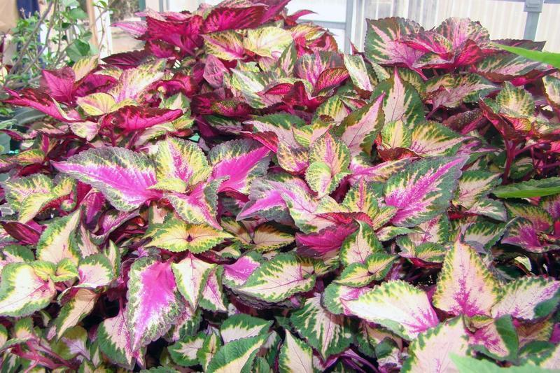 Multicolored coleus propagated from cuttings