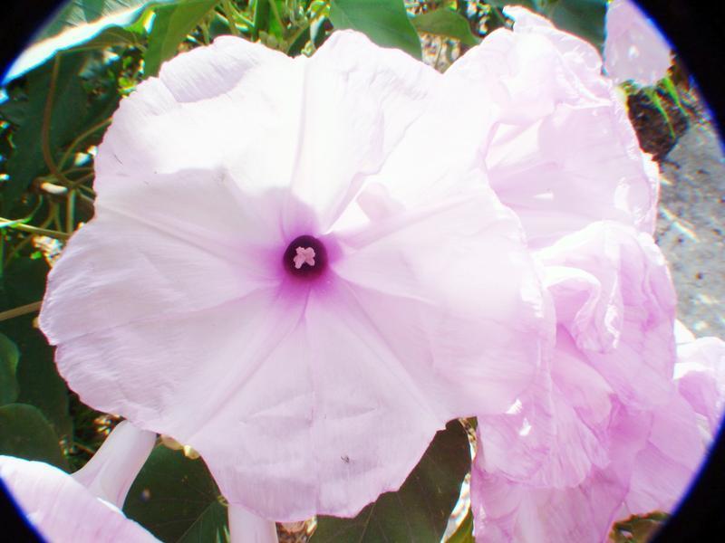 Bush Morning Glory