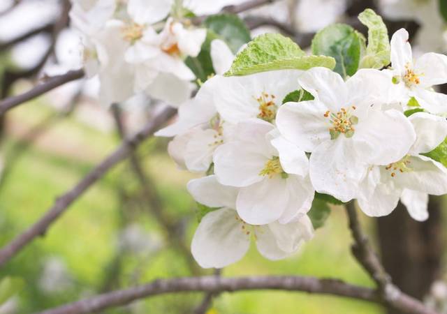 Plum tree blossoms SHUTTERSTOCK
