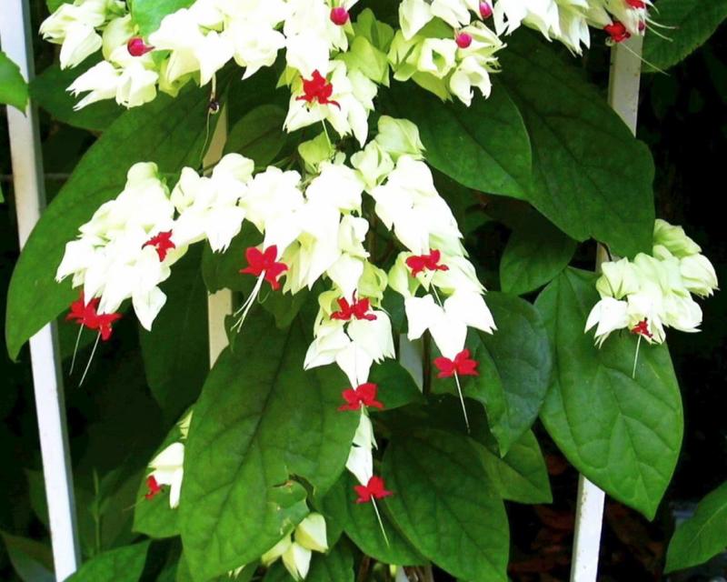 Bleeding Heart (Clerodendrum thomsoniae)