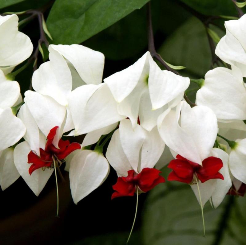 Bleeding Heart appropriate for Memorial Day