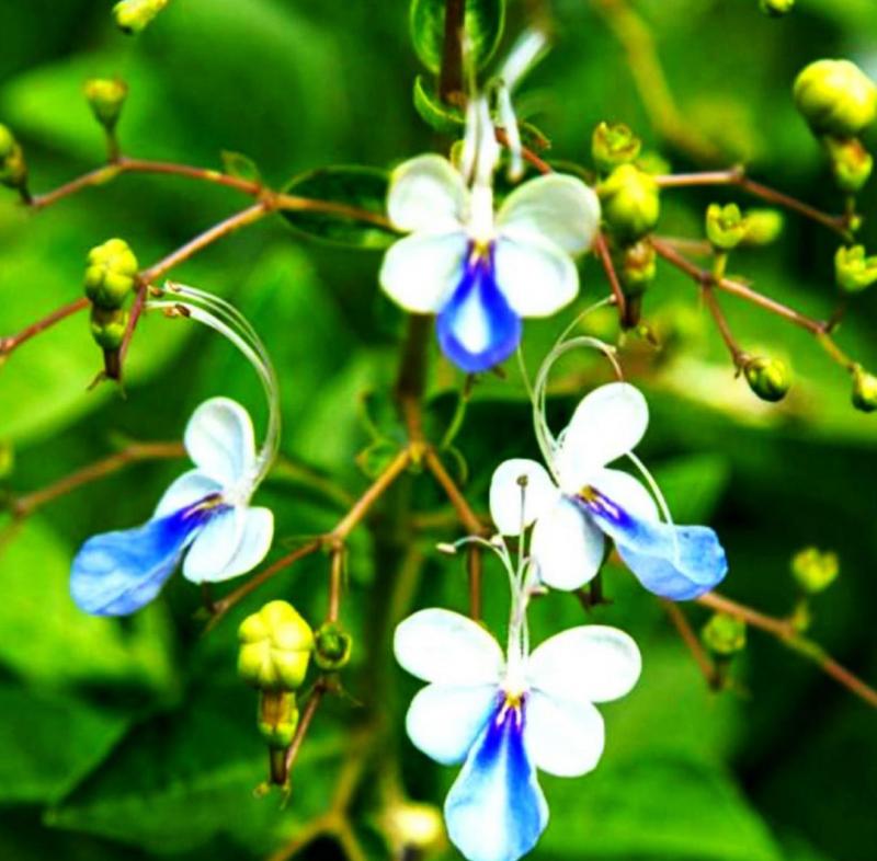 Blue Butterfly Bush is companion Clerodendrum to Bleeding Heart for Memorial Day