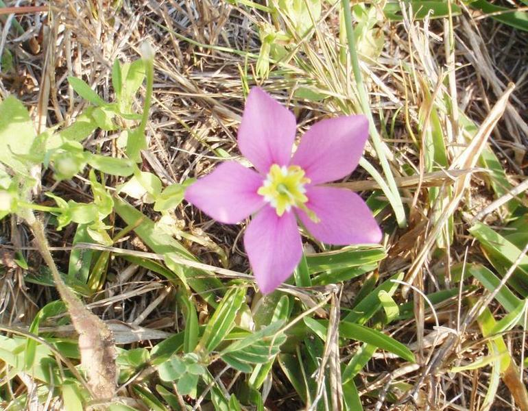 Native Pink Prairie Gentian