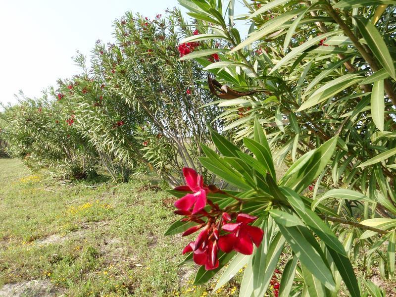 Red oleander as privacy hedge thrives in full sun