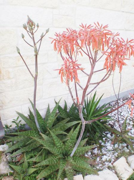 Aloe nobilis also known as Gold Tooth Aloe