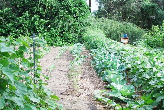 Turn the soil with tiller or by hand using shovel