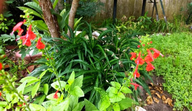 Red Salvia, Salvia coccinea, Blood Sage, Scarlet Sage