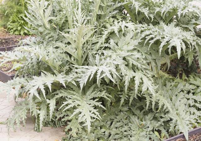 The Buhler Garden