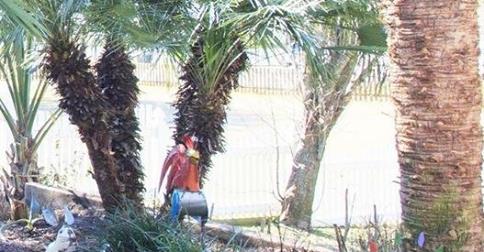 Garden of Mike Best