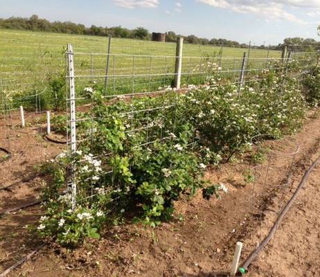 Blackberries do best in full sun