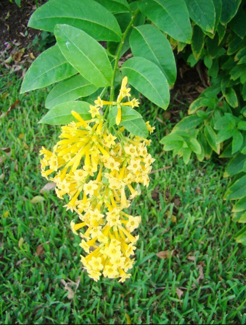 Cestrum 'Orange Peel'