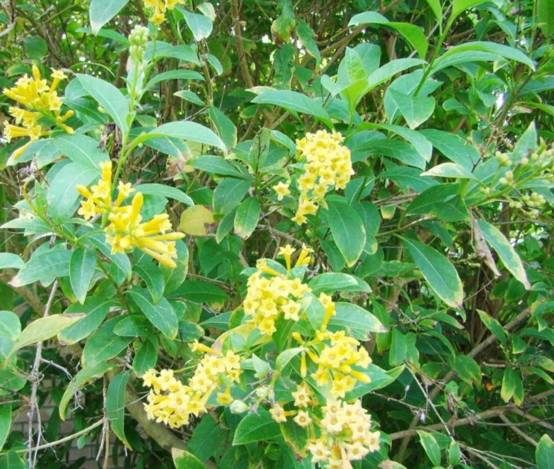 Various stems of Cestrum 'Orange Peel'