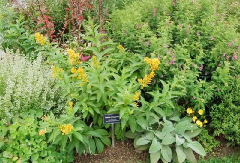 Mustard yellow blooming Cestrum 'Orange Peel'