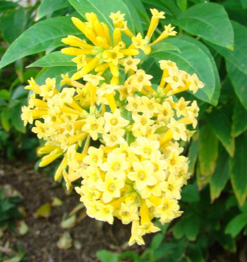Prolific tubular blooms of Cestrum 'Orange Peel'