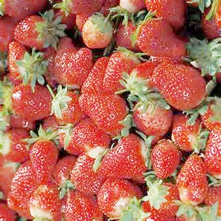Chandler Strawberry wiki