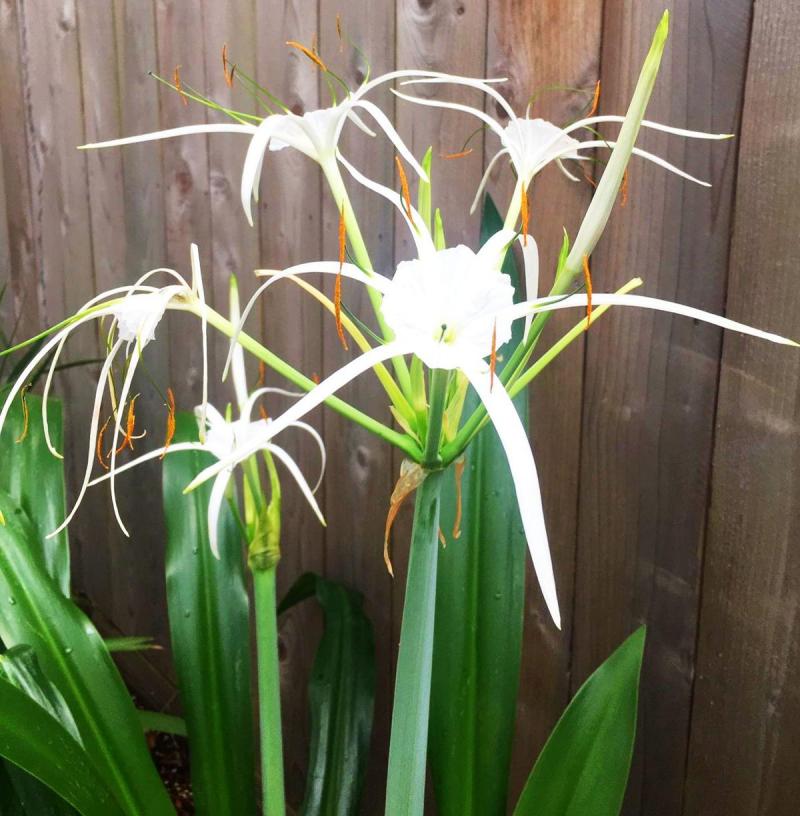 White Spider Lily