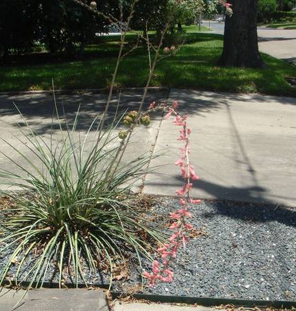 Red Yucca