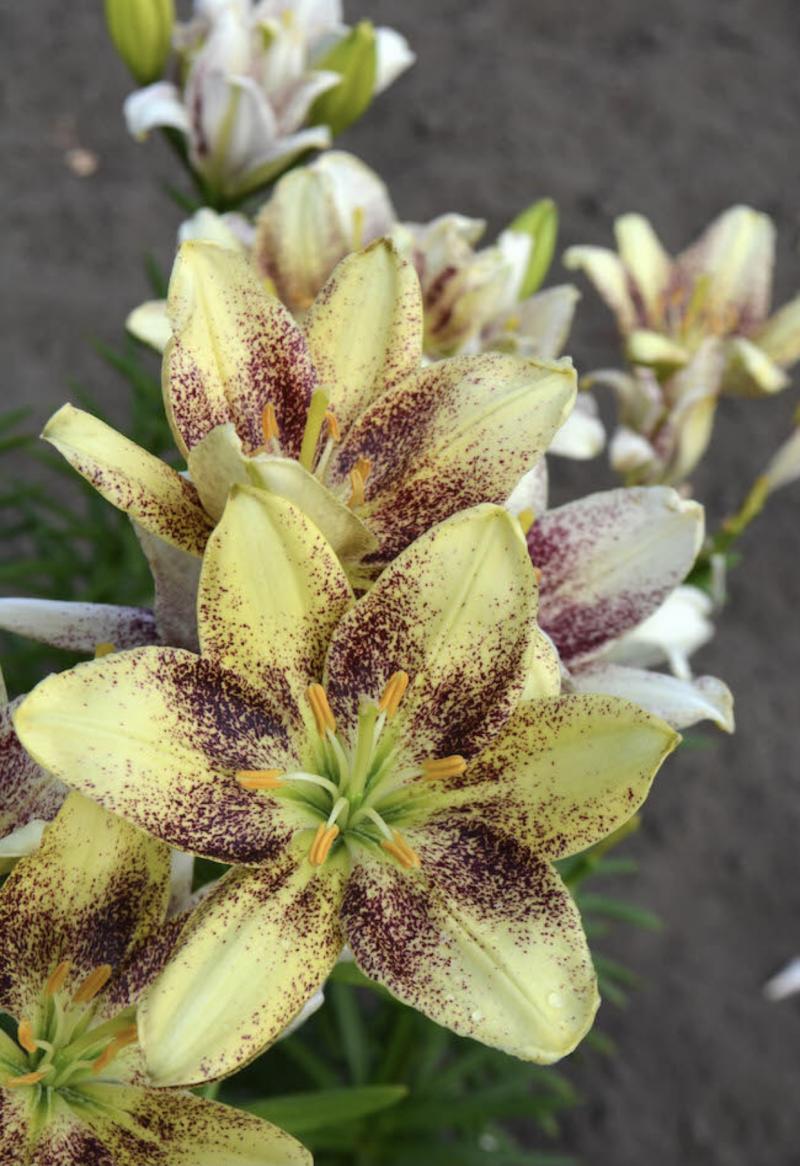 Lilium 'Easy Spot,' an Asiatic hybrid