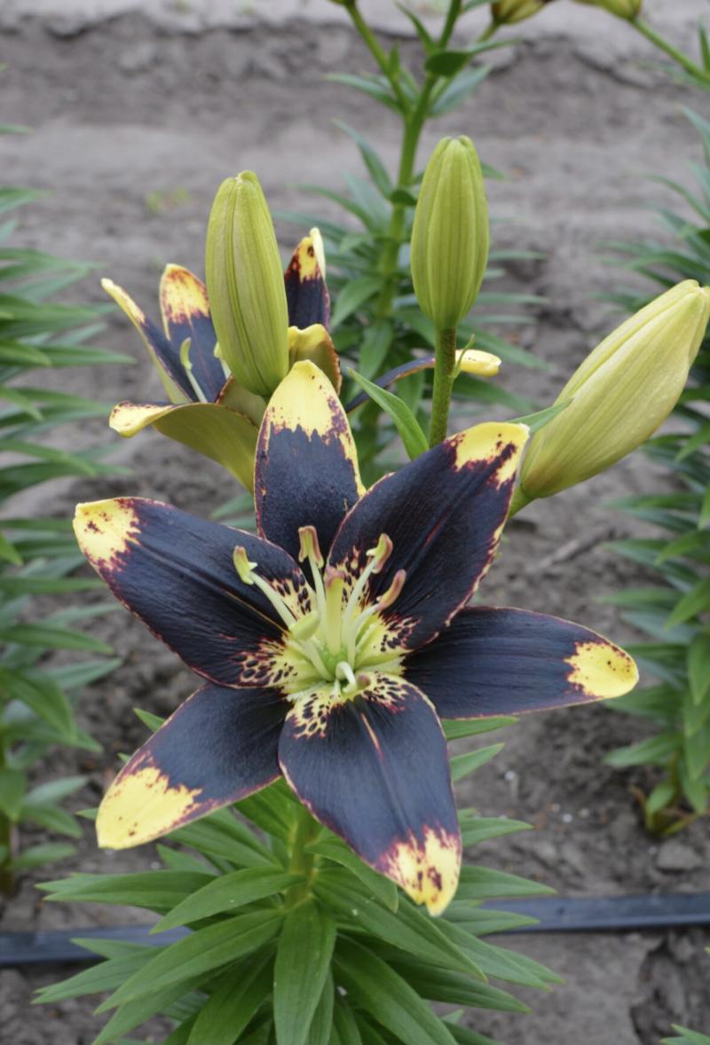 Lilium 'Easy Dance,' an Asiatic hybrid