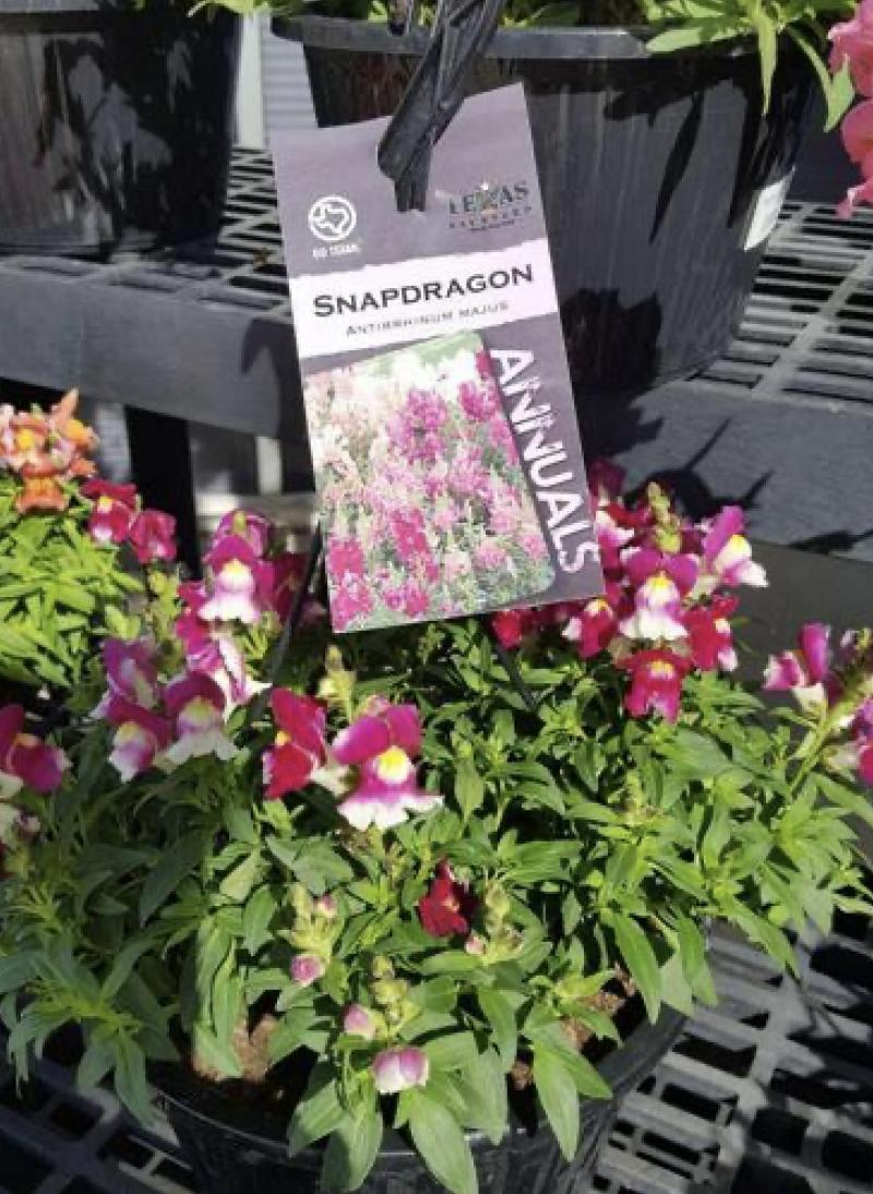 Colorful Snapdragons