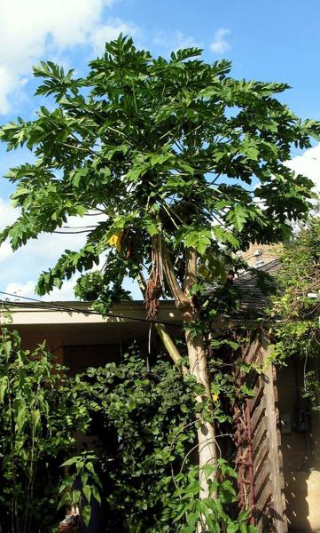 Hawaiian Papaya by Don Plowman