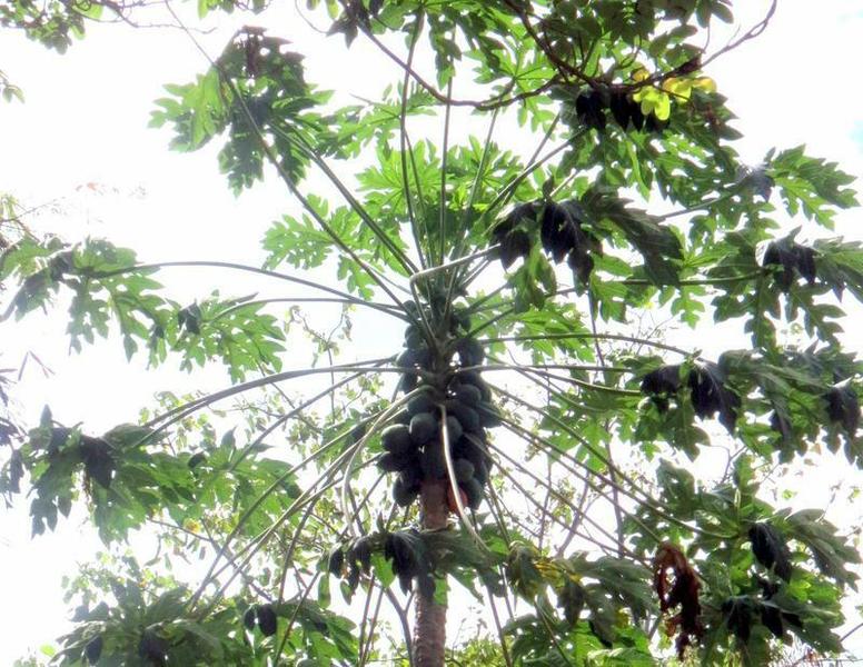 Mexican Papaya by Pat Plowman