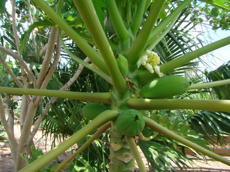 Papaya At VEG with flower and fruit
