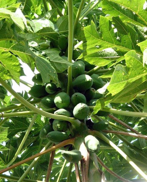 Fruit of Hawaiian Papaya by Don Plowman