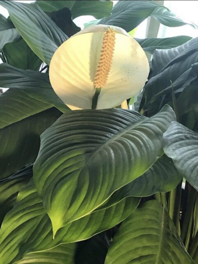 Spathiphyllum or Peace Lily or Closet Plant