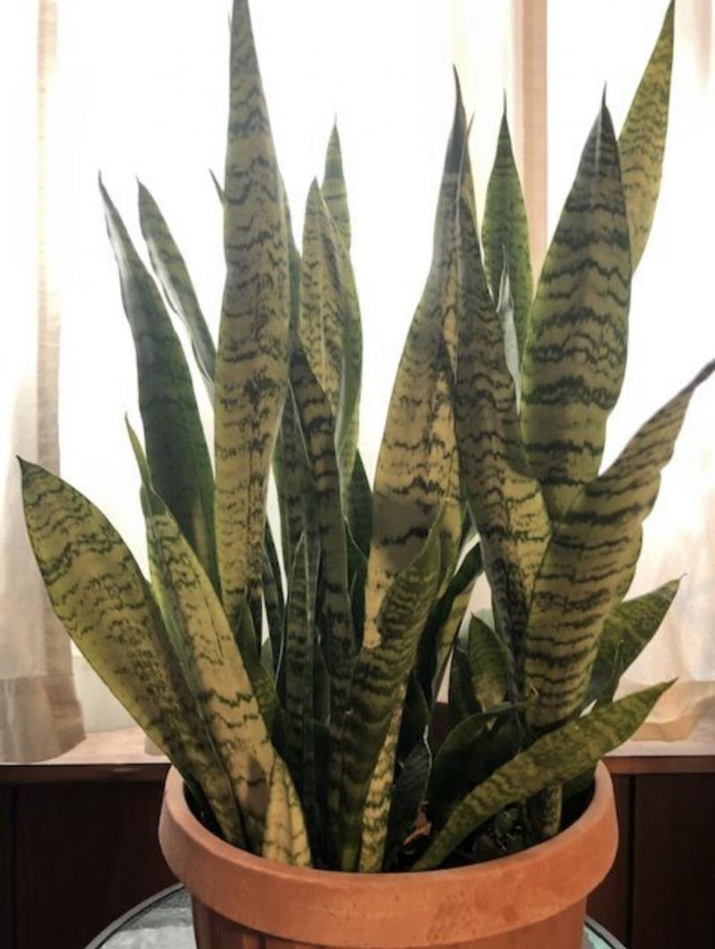 Sansevieria or Mother-in-Law's Tongue or Snake Plant