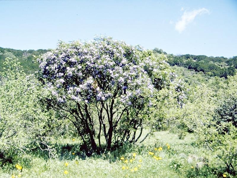 Texas Mountain Laurel