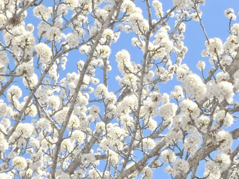 Texas Native Mexican Plum